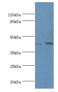 CREB3 / LZIP Antibody - Western blot. All lanes: Cyclic AMP-responsive element-binding protein 3 antibody at 6 ug/ml. Lane 1: Jurkat whole cell lysate. Lane 2: HepG2 whole cell lysate. secondary Goat polyclonal to rabbit at 1:10000 dilution. Predicted band size: 44 kDa. Observed band size: 44 kDa.