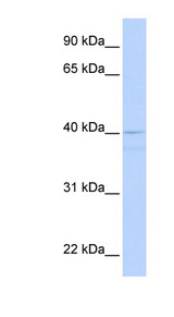 CREB3 / LZIP Antibody - CREB3 antibody Western blot of Fetal Muscle lysate. This image was taken for the unconjugated form of this product. Other forms have not been tested.