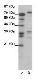 CREB3 / LZIP Antibody - A: Marker, B: Jurkat Cell Lysate.  This image was taken for the unconjugated form of this product. Other forms have not been tested.