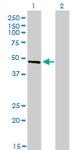 CREB3 / LZIP Antibody - Western blot of CREB3 expression in transfected 293T cell line by CREB3 monoclonal antibody (M01), clone 3H5.