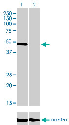CREB3 / LZIP Antibody - Western blot of CREB3 over-expressed 293 cell line, cotransfected with CREB3 Validated Chimera RNAi (Lane 2) or non-transfected control (Lane 1). Blot probed with CREB3 monoclonal antibody, clone 3H5. GAPDH ( 36.1 kD ) used as specificity.
