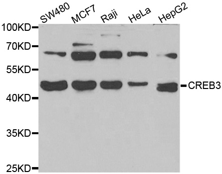 CREB3 / LZIP Antibody - Western blot analysis of extracts of various cell lines.
