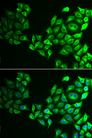 CREB3 / LZIP Antibody - Immunofluorescence analysis of HeLa cells.