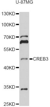 CREB3 / LZIP Antibody - Western blot analysis of extracts of U-87MG cells, using CREB3 antibody at 1:1000 dilution. The secondary antibody used was an HRP Goat Anti-Rabbit IgG (H+L) at 1:10000 dilution. Lysates were loaded 25ug per lane and 3% nonfat dry milk in TBST was used for blocking. An ECL Kit was used for detection and the exposure time was 90s.