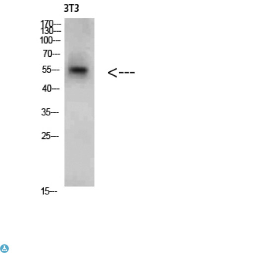 CREB3 / LZIP Antibody - Western Blot (WB) analysis of 3T3 cells using CREB3 Polyclonal Antibody diluted at 1:2000.