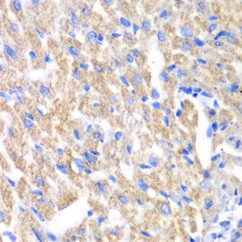 CREB3 / LZIP Antibody - Immunohistochemistry of paraffin-embedded Mouse heart using CREB3 Polyclonal Antibody at dilution of 1:100 (40x lens).