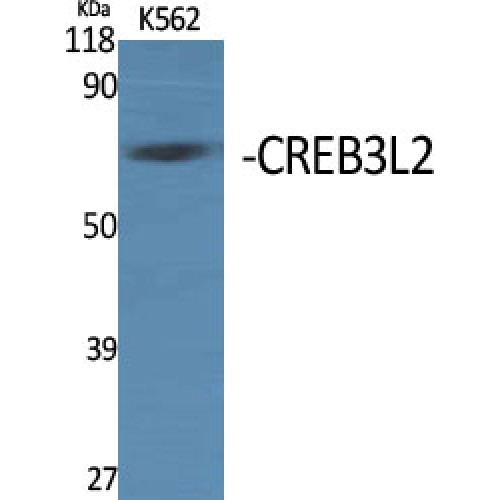 CREB3L2 / BBF2H7 Antibody - Western blot of CREB3L2 antibody