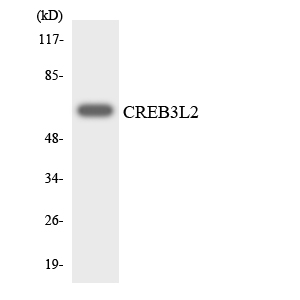 CREB3L2 / BBF2H7 Antibody - Western blot analysis of the lysates from 293 cells using CREB3L2 antibody.