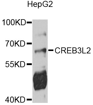 CREB3L2 / BBF2H7 Antibody - Western blot analysis of extracts of HepG2 cells, using CREB3L2 antibody at 1:1000 dilution. The secondary antibody used was an HRP Goat Anti-Rabbit IgG (H+L) at 1:10000 dilution. Lysates were loaded 25ug per lane and 3% nonfat dry milk in TBST was used for blocking. An ECL Kit was used for detection and the exposure time was 30s.