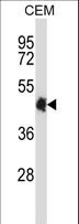 CREB5 Antibody - CREB5 Antibody western blot of CEM cell line lysates (35 ug/lane). The CREB5 antibody detected the CREB5 protein (arrow).