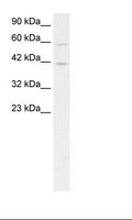 CREB5 Antibody - HepG2 Cell Lysate.  This image was taken for the unconjugated form of this product. Other forms have not been tested.