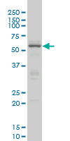 CREB5 Antibody - CREB5 monoclonal antibody (M02), clone 8A5 Western blot of CREB5 expression in HeLa NE.