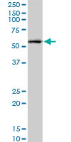 CREB5 Antibody - CREB5 monoclonal antibody (M02), clone 8A5. Western blot of CREB5 expression in Raw 264.7.
