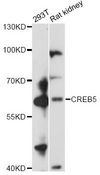 CREB5 Antibody - Western blot analysis of extracts of various cell lines, using CREB5 antibody at 1:3000 dilution. The secondary antibody used was an HRP Goat Anti-Rabbit IgG (H+L) at 1:10000 dilution. Lysates were loaded 25ug per lane and 3% nonfat dry milk in TBST was used for blocking. An ECL Kit was used for detection and the exposure time was 90s.