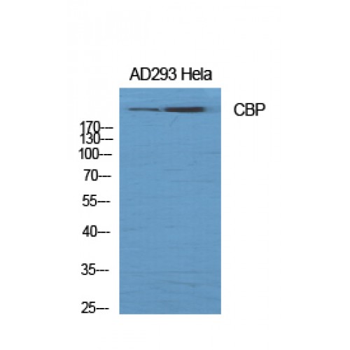 CREBBP / CREB Binding Protein Antibody - Western blot of CBP antibody