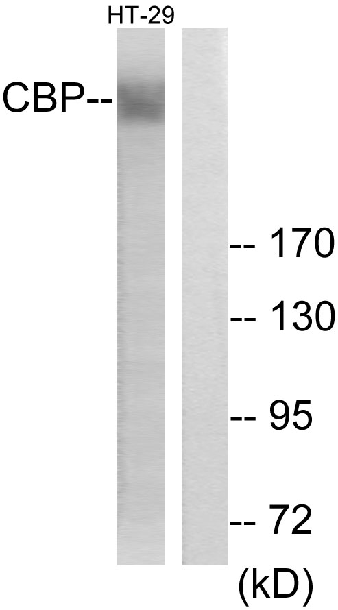 CREBBP / CREB Binding Protein Antibody - Western blot analysis of lysates from HT-29 cells, treated with calyculinA 50ng/ml 30', using CBP Antibody. The lane on the right is blocked with the synthesized peptide.