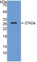 CREBBP / CREB Binding Protein Antibody - Western Blot; Sample: Recombinant CREBBP, Rat.