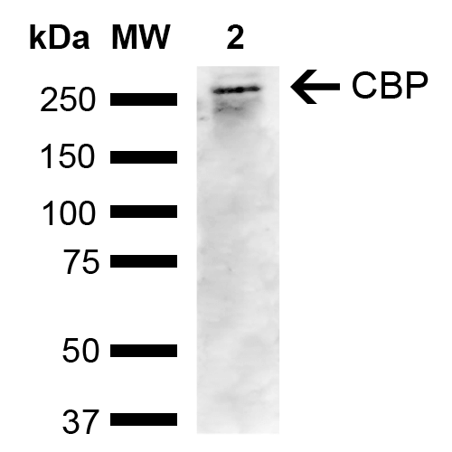 CREBBP / CREB Binding Protein Antibody - Western blot analysis of Human Cervical cancer cell line (HeLa) lysate showing detection of ~265.3 kDa CBP protein using Rabbit Anti-CBP Polyclonal Antibody. Lane 1: Molecular Weight Ladder (MW). Lane 2: HeLa. Load: 10 µg. Block: 5% Skim Milk in 1X TBST. Primary Antibody: Rabbit Anti-CBP Polyclonal Antibody  at 1:1000 for 2 hours at RT. Secondary Antibody: Goat Anti-Rabbit IgG: HRP at 1:4000 for 1 hour at RT. Color Development: ECL solution for 5 min at RT. Predicted/Observed Size: ~265.3 kDa.