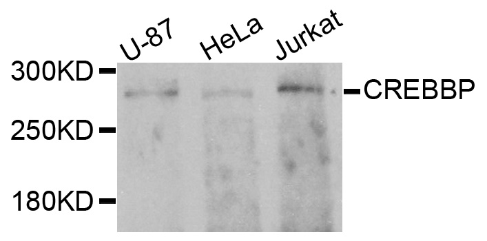 CREBBP / CREB Binding Protein Antibody - Western blot analysis of extracts of various cells.