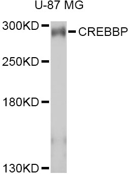 CREBBP / CREB Binding Protein Antibody - Western blot analysis of extracts of U-87MG cells, using CREBBP antibody at 1:1000 dilution. The secondary antibody used was an HRP Goat Anti-Rabbit IgG (H+L) at 1:10000 dilution. Lysates were loaded 25ug per lane and 3% nonfat dry milk in TBST was used for blocking. An ECL Kit was used for detection and the exposure time was 30s.