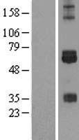 CREBH / CREB3L3 Protein - Western validation with an anti-DDK antibody * L: Control HEK293 lysate R: Over-expression lysate