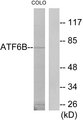 CREBL1 / ATF6B Antibody - Western blot analysis of lysates from COLO205 cells, using ATF6B Antibody. The lane on the right is blocked with the synthesized peptide.