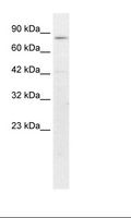 CREBL1 / ATF6B Antibody - HepG2 Cell Lysate.  This image was taken for the unconjugated form of this product. Other forms have not been tested.
