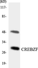 CREBZF / Zhangfei Antibody - Western blot analysis of the lysates from COLO205 cells using CREBZF antibody.