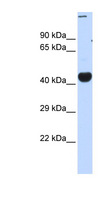 CREBZF / Zhangfei Antibody - CREBZF antibody Western blot of Fetal Muscle lysate. This image was taken for the unconjugated form of this product. Other forms have not been tested.