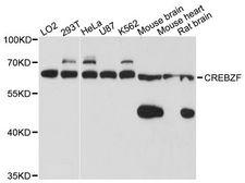 CREBZF / Zhangfei Antibody - Western blot analysis of extracts of various cell lines, using CREBZF antibody at 1:3000 dilution. The secondary antibody used was an HRP Goat Anti-Rabbit IgG (H+L) at 1:10000 dilution. Lysates were loaded 25ug per lane and 3% nonfat dry milk in TBST was used for blocking. An ECL Kit was used for detection and the exposure time was 1s.