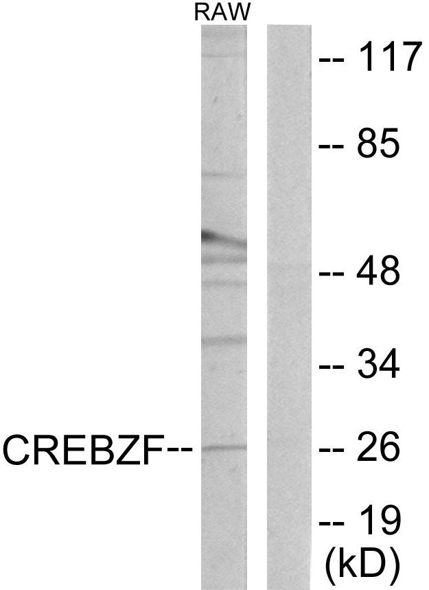 CREBZF / Zhangfei Antibody - Western blot analysis of extracts from RAW264.7 cells, using CREBZF antibody.