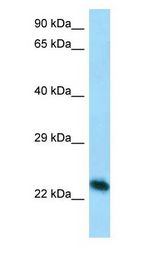 CREG / CREG1 Antibody - CREG / CREG1 antibody Western Blot of Mouse Lung.  This image was taken for the unconjugated form of this product. Other forms have not been tested.
