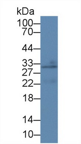 CREG / CREG1 Antibody - Western Blot; Sample: Mouse Lung lysate; Primary Ab: 1µg/ml Rabbit Anti-Mouse CREG1 Antibody Second Ab: 0.2µg/mL HRP-Linked Caprine Anti-Rabbit IgG Polyclonal Antibody