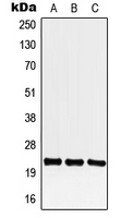 CREG / CREG1 Antibody - Western blot analysis of CREG1 expression in HEK293T (A); Raw264.7 (B); PC12 (C) whole cell lysates.