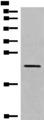 CREG / CREG1 Antibody - Western blot analysis of RAW264.7 cell lysate  using CREG1 Polyclonal Antibody at dilution of 1:550
