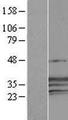 CREG / CREG1 Protein - Western validation with an anti-DDK antibody * L: Control HEK293 lysate R: Over-expression lysate