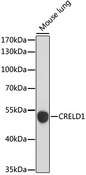 CRELD1 Antibody - Western blot analysis of extracts of Mouse lung, using CRELD1 antibody at 1:1000 dilution. The secondary antibody used was an HRP Goat Anti-Rabbit IgG (H+L) at 1:10000 dilution. Lysates were loaded 25ug per lane and 3% nonfat dry milk in TBST was used for blocking. An ECL Kit was used for detection and the exposure time was 30s.
