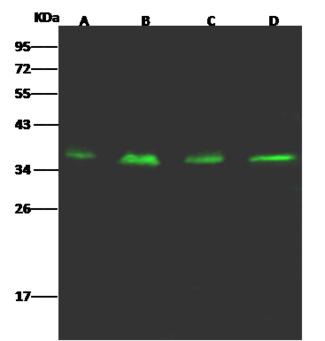 CRELD1 Antibody - Anti-E2F6 rabbit polyclonal antibody at 1:500 dilution. Lane A: HepG2 Whole Cell Lysate. Lane B: HeLa Whole Cell Lysate. Lane C: K562 Whole Cell Lysate. Lane D: Jurkat Whole Cell Lysate. Lysates/proteins at 30 ug per lane. Secondary: Goat Anti-Rabbit IgG H&L (Dylight 800) at 1/10000 dilution. Developed using the Odyssey technique. Performed under reducing conditions. Predicted band size: 32 kDa. Observed band size: 37 kDa.