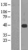 CRELD1 Protein - Western validation with an anti-DDK antibody * L: Control HEK293 lysate R: Over-expression lysate
