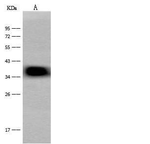 CRELD2 Antibody - Anti-CRELD2 rabbit polyclonal antibody at 1:500 dilution. Lane A: Mouse Pancreas tissue lysate. Lysates/proteins at 30 ug per lane. Secondary: Goat Anti-Rabbit IgG (H+L)/HRP at 1/10000 dilution. Developed using the ECL technique. Performed under reducing conditions. Predicted band size: 38 kDa. Observed band size: 38 kDa.