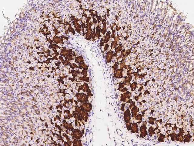 CRELD2 Antibody - Immunochemical staining of mouse CRELD2 in mouse stomach with rabbit polyclonal antibody at 1:1000 dilution, formalin-fixed paraffin embedded sections.