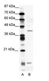 CREM / ICER Antibody - A: Marker, B: Jurkat Cell Lysate.  This image was taken for the unconjugated form of this product. Other forms have not been tested.