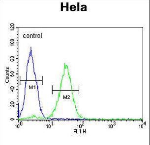 CREM / ICER Antibody - CREM Antibody flow cytometry of HeLa cells (right histogram) compared to a negative control cell (left histogram). FITC-conjugated goat-anti-rabbit secondary antibodies were used for the analysis.