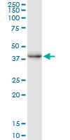 CREM / ICER Antibody - CREM monoclonal antibody (M02), clone 3B5. Western Blot analysis of CREM expression in human liver.