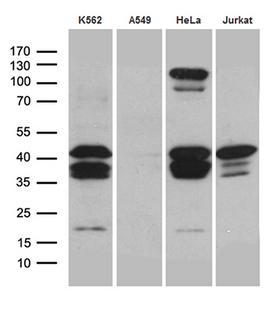 CREM / ICER Antibody - Western blot analysis of extracts. (35ug) from 4 cell lines by using anti-CREM monoclonal antibody. (1:500)