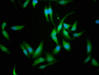 CREM / ICER Antibody - Immunofluorescence staining of Hela cells with CREM Antibody at 1:114, counter-stained with DAPI. The cells were fixed in 4% formaldehyde, permeabilized using 0.2% Triton X-100 and blocked in 10% normal Goat Serum. The cells were then incubated with the antibody overnight at 4°C. The secondary antibody was Alexa Fluor 488-congugated AffiniPure Goat Anti-Rabbit IgG(H+L).