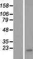 CREM / ICER Protein - Western validation with an anti-DDK antibody * L: Control HEK293 lysate R: Over-expression lysate