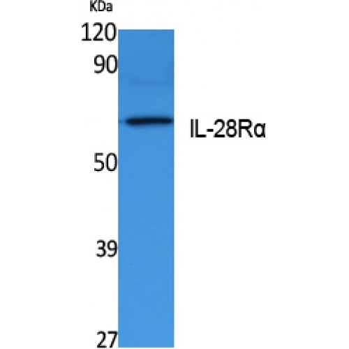 CRF2-12 / IL28RA Antibody - Western blot of IL-28Ralpha antibody
