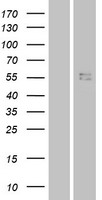 CRF2-12 / IL28RA Protein - Western validation with an anti-DDK antibody * L: Control HEK293 lysate R: Over-expression lysate