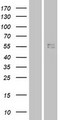 CRF2-12 / IL28RA Protein - Western validation with an anti-DDK antibody * L: Control HEK293 lysate R: Over-expression lysate